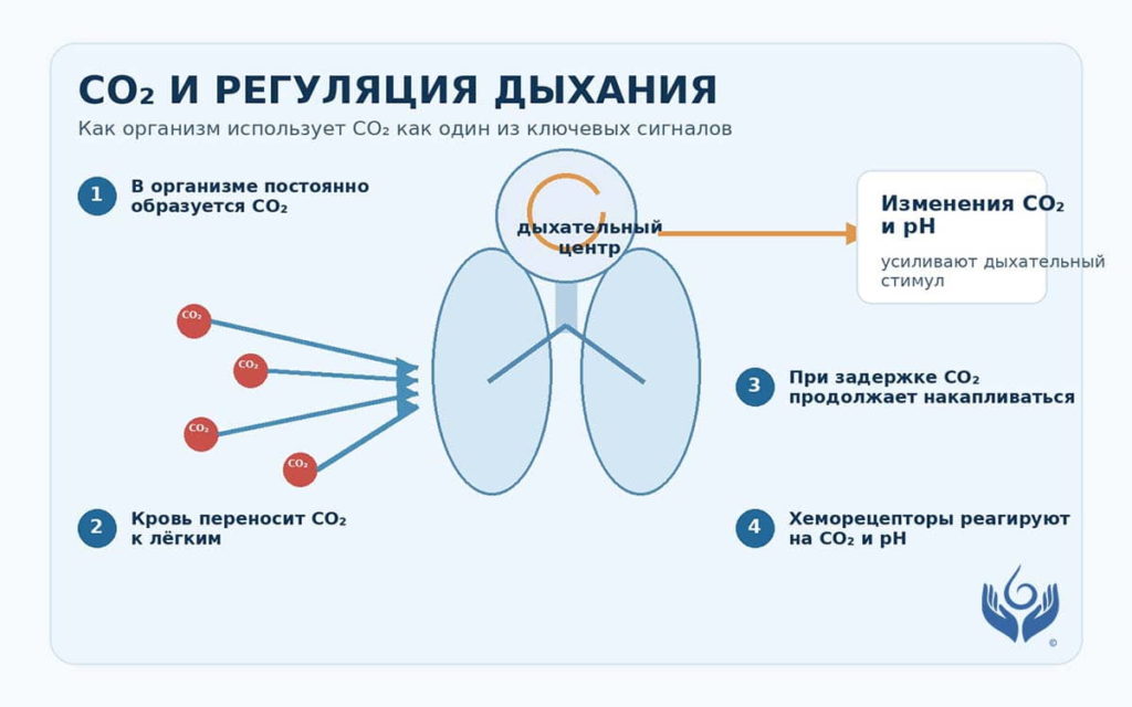 Роль углекислого газа и хеморецепторов в регуляции дыхания
