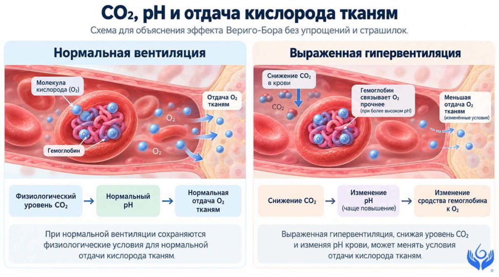 Схема влияния CO₂ и pH на сродство гемоглобина к кислороду при нормальной вентиляции и выраженной гипервентиляции