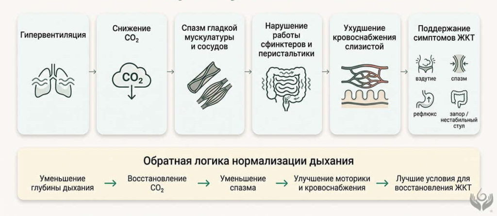 Схема влияния гипервентиляции на кишечник: снижение CO₂, спазм гладкой мускулатуры и сосудов, нарушение сфинктеров, перистальтики и кровоснабжения слизистой
