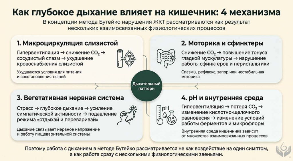 Инфографика о четырёх механизмах влияния глубокого дыхания на кишечник: микроциркуляция слизистой, моторика и сфинктеры, вегетативная регуляция и pH