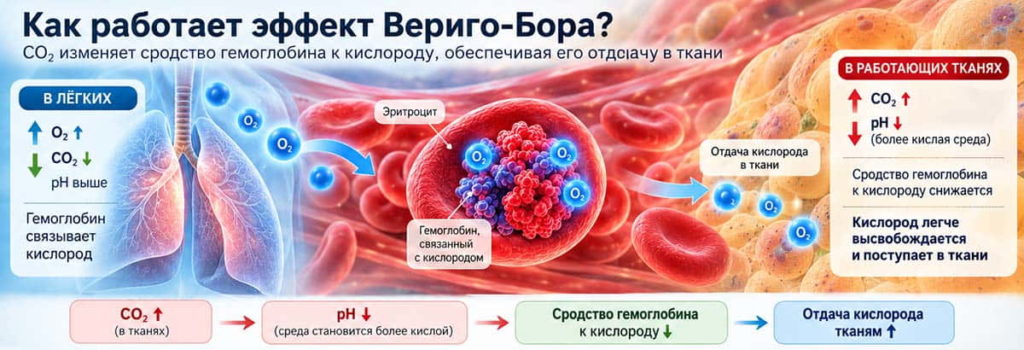 Схема эффекта Вериго-Бора: влияние CO₂ и pH на сродство гемоглобина к кислороду и отдачу O₂ тканям