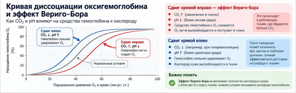 Кривая диссоциации оксигемоглобина при изменении CO₂ и pH — сдвиг вправо и влево при эффекте Вериго-Бора